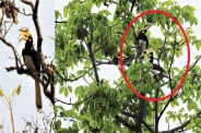 Udanti Sitanadi Tiger Reserve