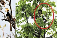 Udanti Sitanadi Tiger Reserve