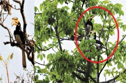 उदंती अभयारण्य में दिखा देश के सबसे दुर्लभ ‘मालाबार धनेश’ पक्षी, मारने या पकड़ने
पर हो सकती है जेल - image