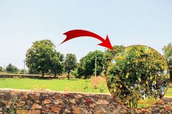 ये है राजस्थान का ‘आमों वाला गांव’, हजारों की संख्या में है पेड़, हर साल 50 से
ज्यादा ट्रकों को भरकर जाती थी पैदावार - image