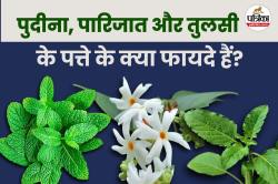Mint Parijat Basil Leaves: सुबह खाली पेट पुदीना, पारिजात और तुलसी के पत्ते खाने
से क्या लाभ मिलता हैं? - image