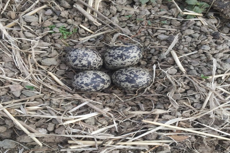 Monsoon 2025 Prediction