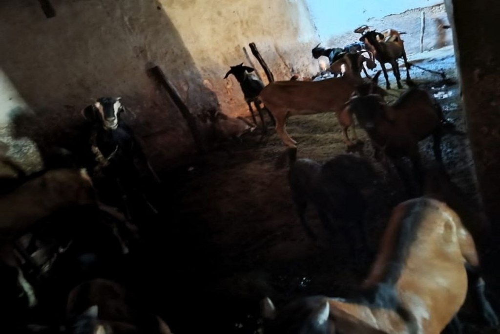 Murder and stolen goats: चोरी करने घर में घुसे 4-5 बदमाशों ने की युवक की हत्या, फिर ले उड़े 5 बकरे, पत्नी का ये मामला भी आया सामने