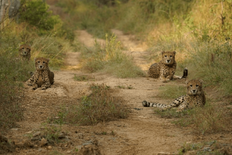 Nauradehi and Banni Grassland of gujarat are going to become the new permanent home of Kuno cheetahs under Project Cheetah