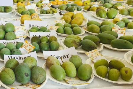 Mango festival