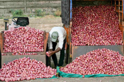 औंधे मुंह गिरे प्याज के दाम, 5 रुपए किलो भी कोई नहीं खरीद रहा - image
