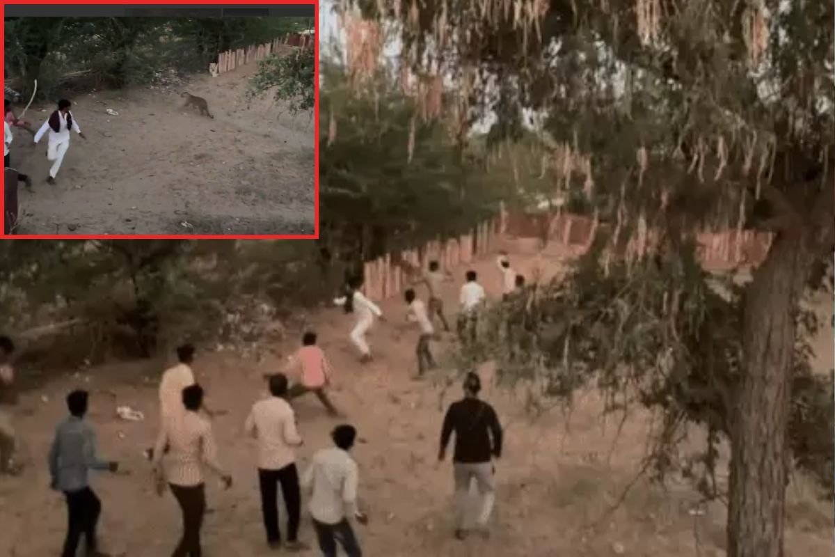 Panther Attack in balotra