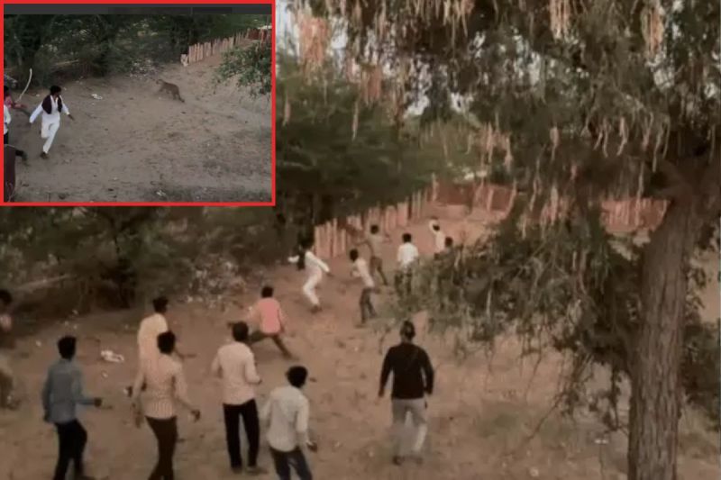 Panther Attack in balotra