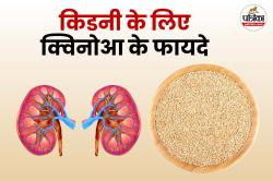 Quinoa Benefits For Kidney: किडनी को रखना है लंबे समय तक फिट तो डाइट में शामिल
करें क्विनोआ, जानिए इसके जबरदस्त फायदे - image