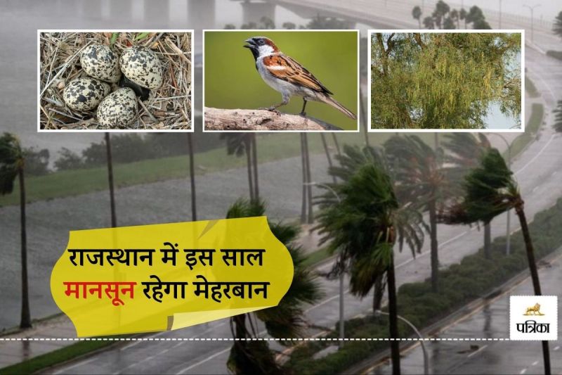Rajasthan This Year Good Monsoon Ker Khejri and Lapwing Eggs are Giving Auspicious Signs of Good Rain