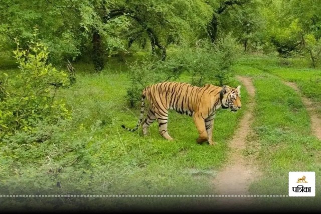 रणथम्भौर टाइगर रिजर्व सवाईमाधोपुर