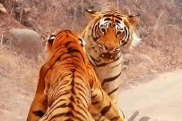 रणथम्भौर टाइगर रिजर्व