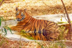 रॉयल बंगाल टाइगर को पीट-पीटकर मार डाला, पैर और दांत काटकर ले गए लोग - image