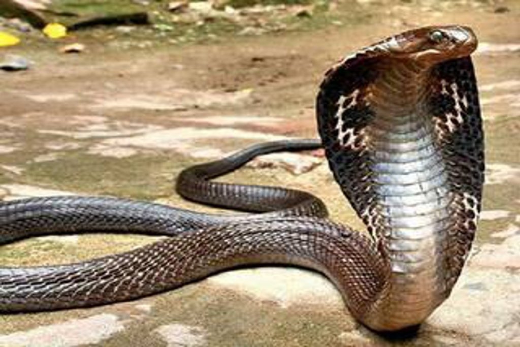 Snake bite: घर में बने बिल से फन उठाए निकला सांप, खेलते-खेलते पास चला गया 2 वर्षीय बालक, डसने से मौत