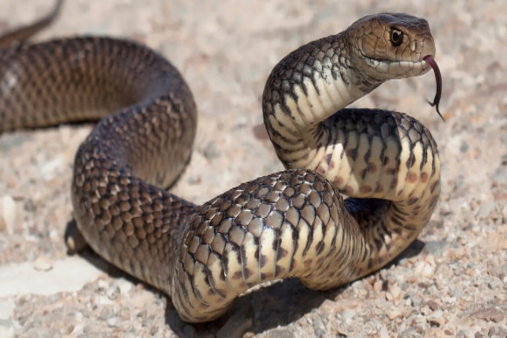 Snake bite