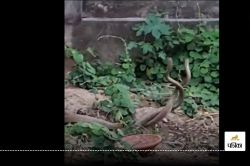 Snake News : सहारनपुर के कब्रिस्तान में नाग-नागिन के डांस का वीडियो वायरल - image