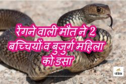 Snake bite: बारिश शुरु होते ही रेंगने लगी मौत, 2 मासूम बच्चियों समेत 3 को डसा,
तीनों की गई जान - image