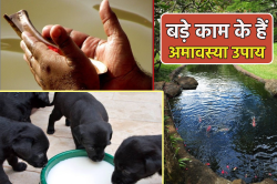 अमावस्या पर जरूर करें इनमें से कोई एक काम, पितर देंगे खुशहाली का आशीर्वाद, डॉग
का उपाय तनाव रखेगा दूर - image