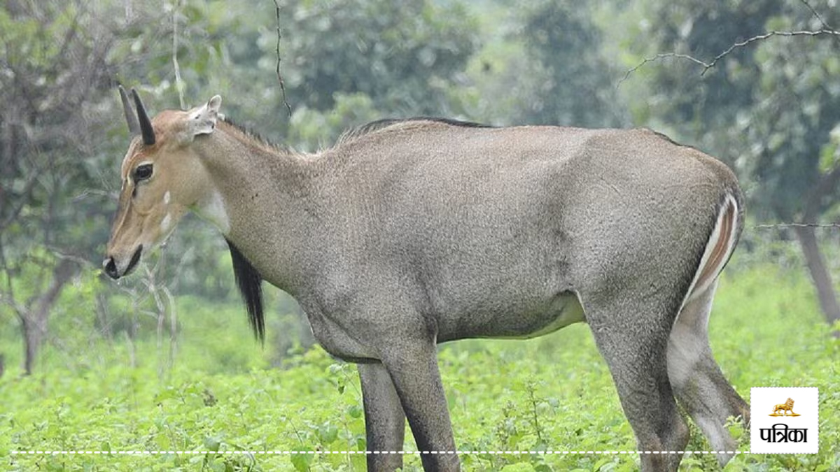 Moradabad News: मुरादाबाद के जंगलों में नीलगाय का आतंक, गेहूं और गन्ना की फसल
बर्बाद