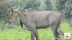 Moradabad News: मुरादाबाद के जंगलों में नीलगाय का आतंक, गेहूं और गन्ना की फसल
बर्बाद - image