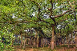 नेतृत्व : वटवृक्ष देता मूल्य, धैर्य व नवजीवन की सीख - image