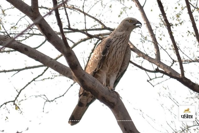 Jaipur Third Leopard Safari