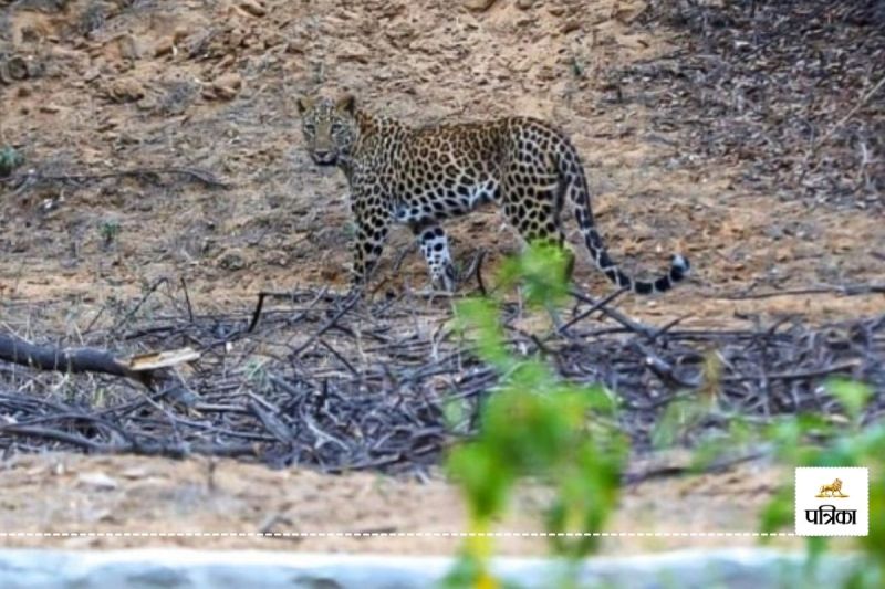 Jaipur Get third Leopard Safari Gift 5 June CM Bhajan Lal will inaugurate it Wildlife Lovers also Happy