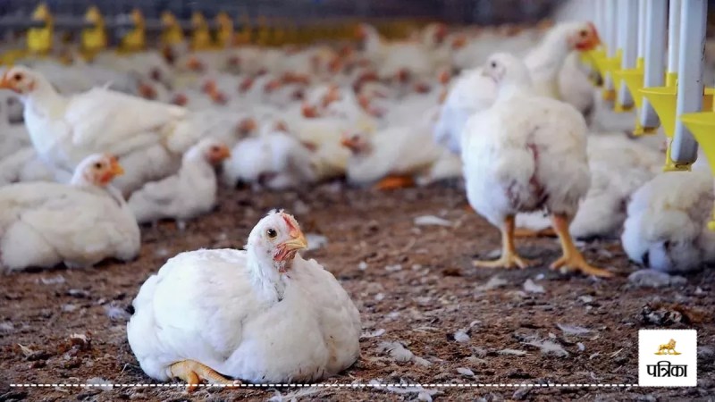 Threat of bird flu looms in Moradabad