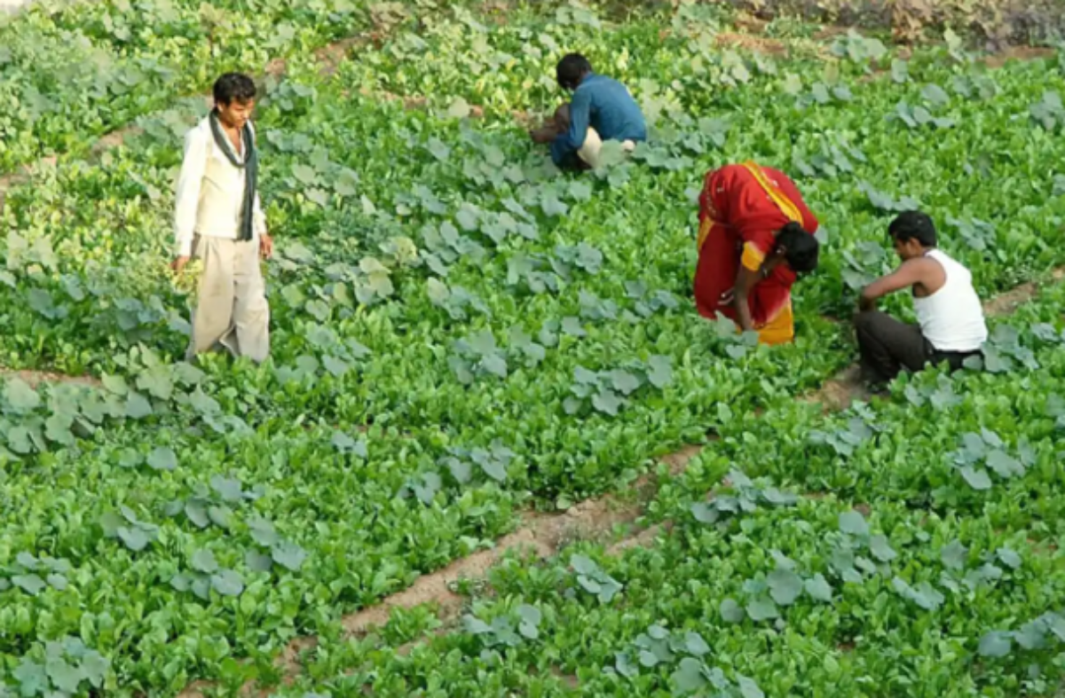 Three crops of Dindori of MP will soon get GI tag