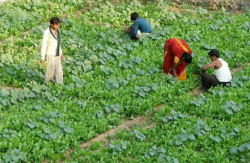 तीन फसलों को जल्द मिलेगा जीआई टैग, मालामाल बनेंगे किसान - image