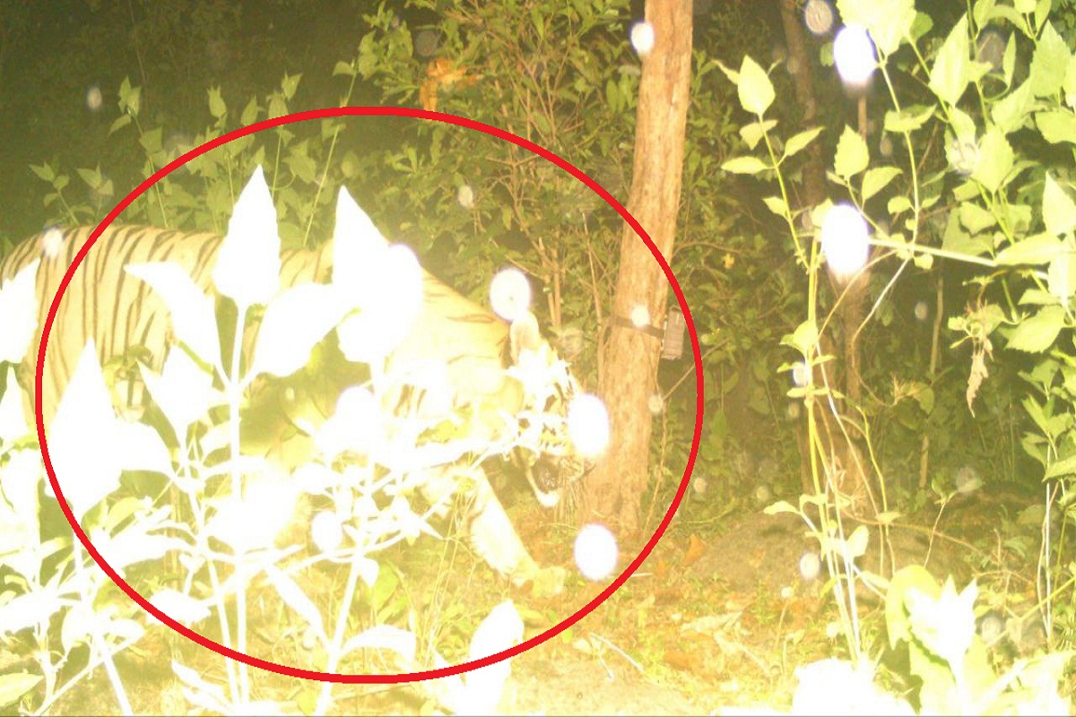 धमतरी में टाइगर की वापसी, अरसीकन्हार रेंज से आई पहली तस्वीर, किया बैल का शिकार