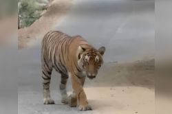 Sawai Madhopur News: रणथंभौर में बाघिन ने फिर की त्रिनेत्र गणेश मंदिर मार्ग पर
चहलकदमी, श्रद्धालुओं में दहशत - image