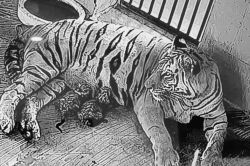 Wildlife News : शेरनी तारा के दूसरे बच्चे की भी मौत, सवालों के घेरे में नाहरगढ़
बायोलॉजिकल पार्क प्रशासन - image