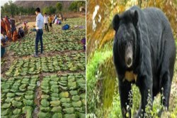 CG News: जंगली जानवरों के हमले से भयभीत हैं तेंदूपत्ता संग्राहक, हफ्ते भर में 7
घायल - image