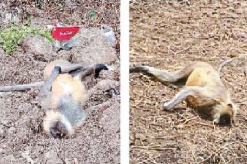 कई बंदरों की हुई निर्मम हत्या! गोली मारकर बेजुबान की ले ली जान, सरपंच पर लगाया गया आरोप...