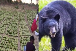 CG Bear Attack: तेंदूपत्ता संग्रहण करने गए ग्रामीण पर भालू ने किया हमला, घायल - image