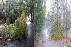 तूफान से मानिकपुर में 30 से 35 घरों को नुकसान, पांच बड़े पेड़ गिरे, सर्वे का काम
हुआ शुरू - image