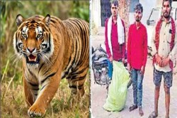 बाघ के हमले में युवक की मौत! सड़ी-गली हालत में शव को बोरी में भरकर लाए परिजन,
पुलिस ने नहीं की कोई सहायता - image