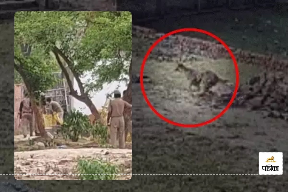 Varanasi: तेंदुआ के आतंक से गांववाले परेशान, बगीचे में युवक पर किया हमला, चेहरा
हुआ लहूलुहान,देखें वीडियो