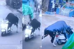 VIRAL VIDEO: स्कूटी चलाने लगा सांड, इंटरनेट पर वीडियो ने मचाया तहलका, धड़ाधड़ शेयर
कर रहे लोग - image