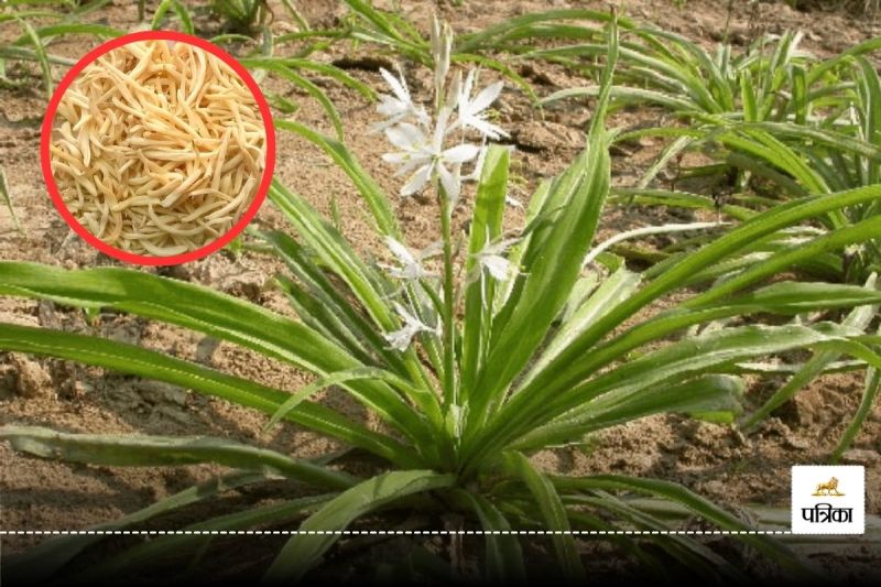 White Musli Benefits