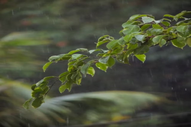 UP Weather Alert