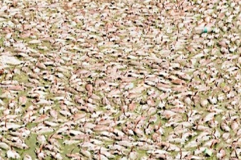 Negligence and plight of Nehru Talai took the lives of thousands of fish