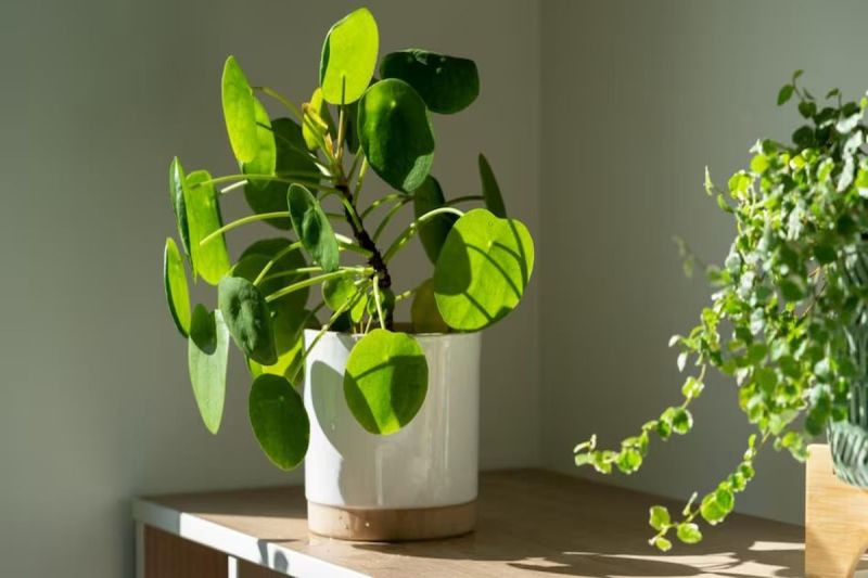 Education department will plant 15 lakh saplings in schools