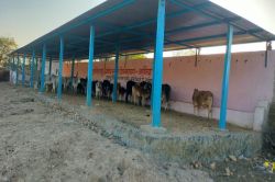 सड़कों पर विचरण करने वाले मवेशियों के लिए बनेंगे सामुदायिक केटल शेड - image