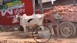 UP News: निर्दयता की हद, गर्मी में बुग्गी न खींच पाए पशु को आग से जलाया, बुग्गी
न खींच पाने पर मजदूर ने दी सजा - image