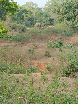 रात में उत्पात मचाते हैं हाथी, खेतों में लगी फसलों को पहुंचा रहे नुकसान - image