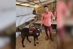 Eid Ul-Adha 2025: राजस्थान के पशुपालक मोनू का बकरा ‘मोती’ बना चर्चा का विषय,
खाने को मिल रहे काजू-बादाम - image