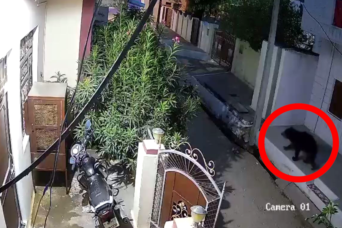 सावधान! यहां रिहायशी इलाके में घूम रहा है भालू, Video
