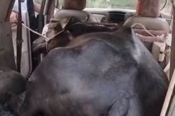 70 KM पीछा कर कार तक पहुंची पुलिस, गेट खोला तो सामने आराम से बैठी थी 500 Kg की
भैंस… फिर जो हुआ पुलिस याद रखेगी - image